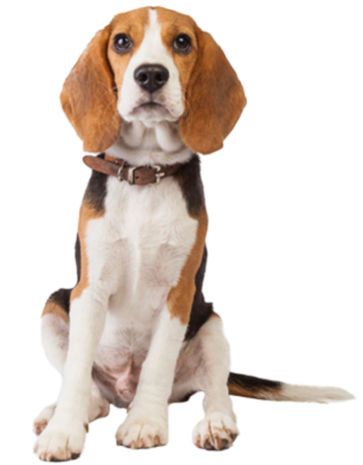 Beagle Face Background PNG Image