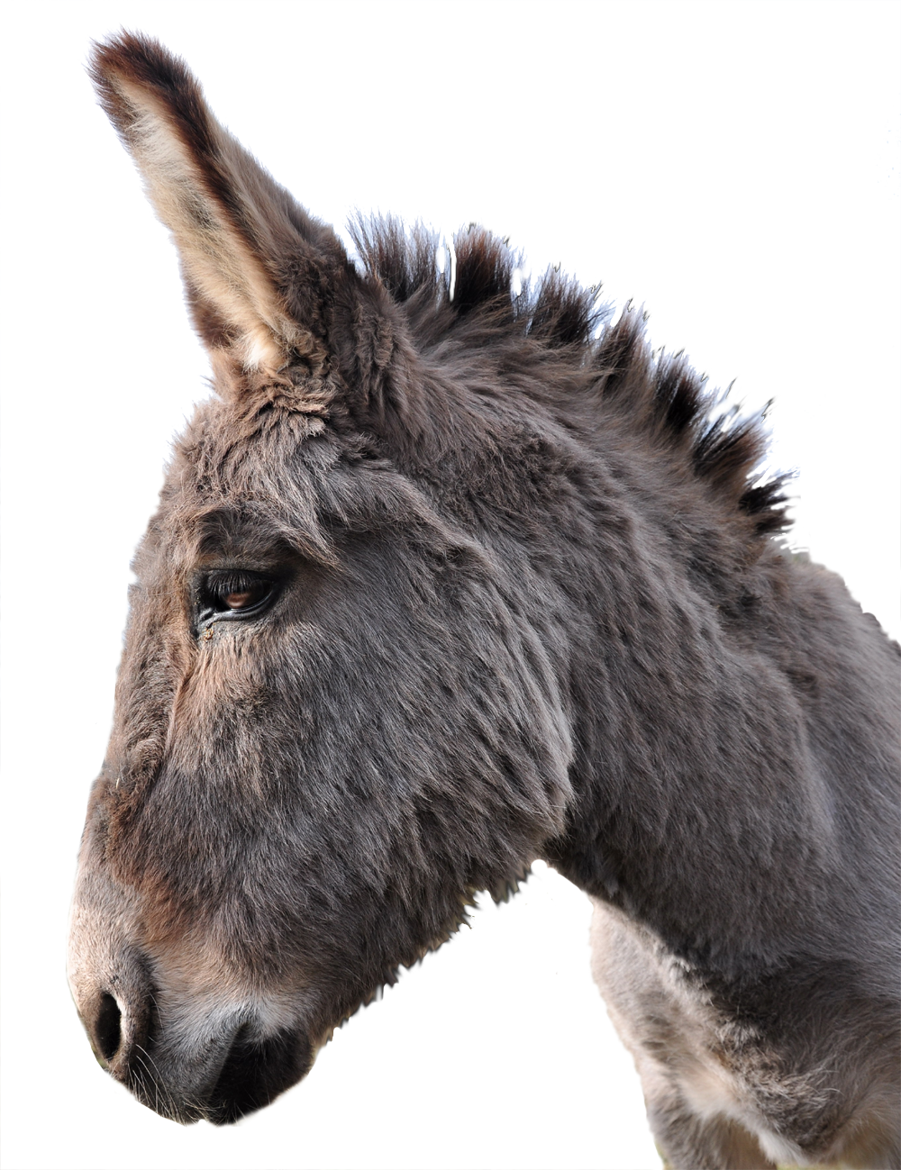 Donkey Face Transparent PNG