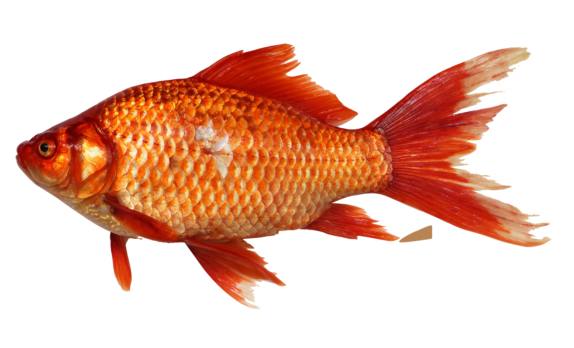 Orange Fish PNG HD Quality