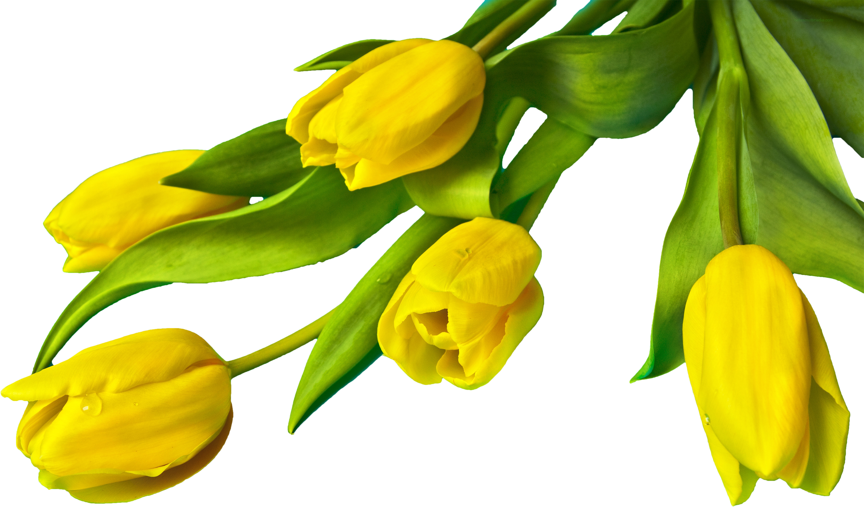 Real Easter Flower PNG HD Quality