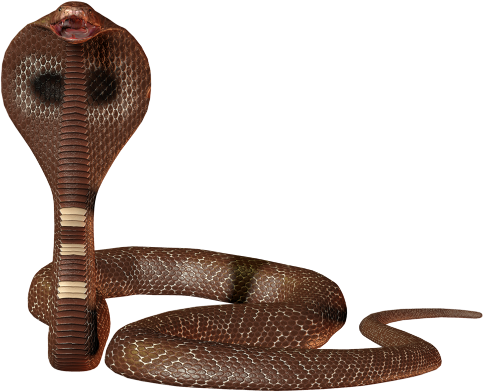 Персонажи кобры. Кобра с80. Змеи кобры. Змея на прозрачном фоне. Змея на прозрачном фоне для фотошопа.