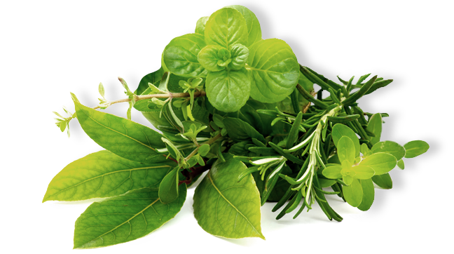 Herbal Herb Transparent Background | PNG Play