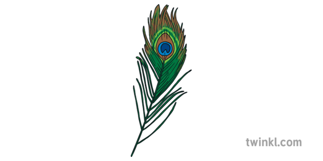 Peacock Feather PNG Images Transparent Background | PNG Play