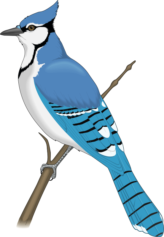 Blue Jay Transparent Image Png Play