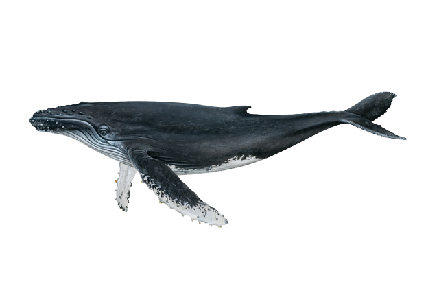 Bowhead Whales PNG Pic Background