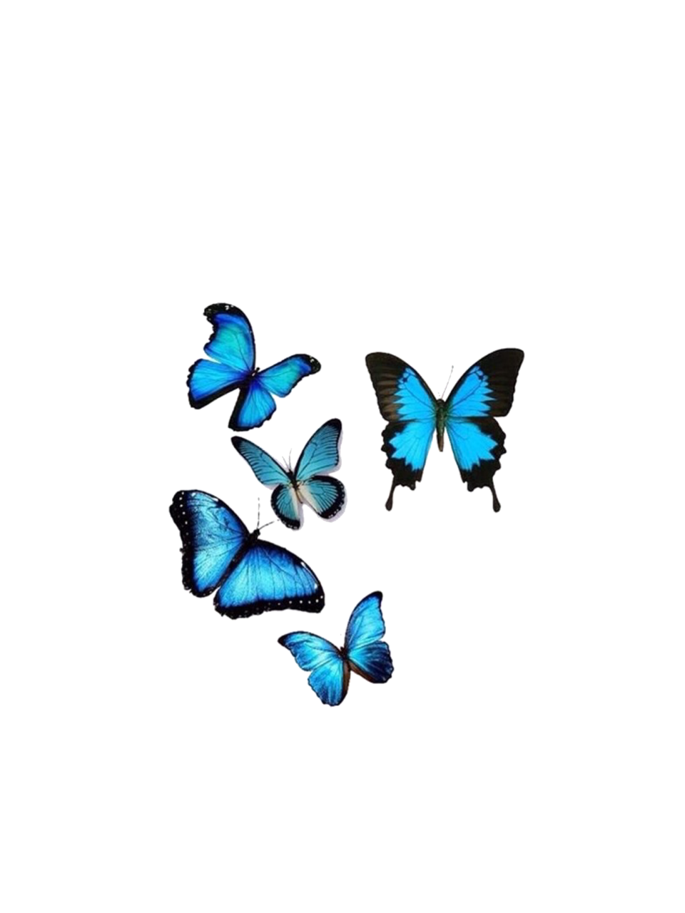 Butterflies PNG Images Transparent Background | PNG Play