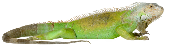 Iguana Background PNG Image