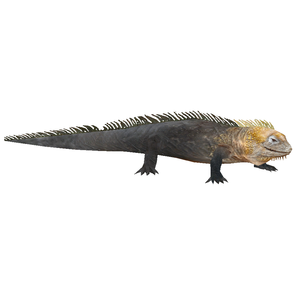 Iguana Free PNG