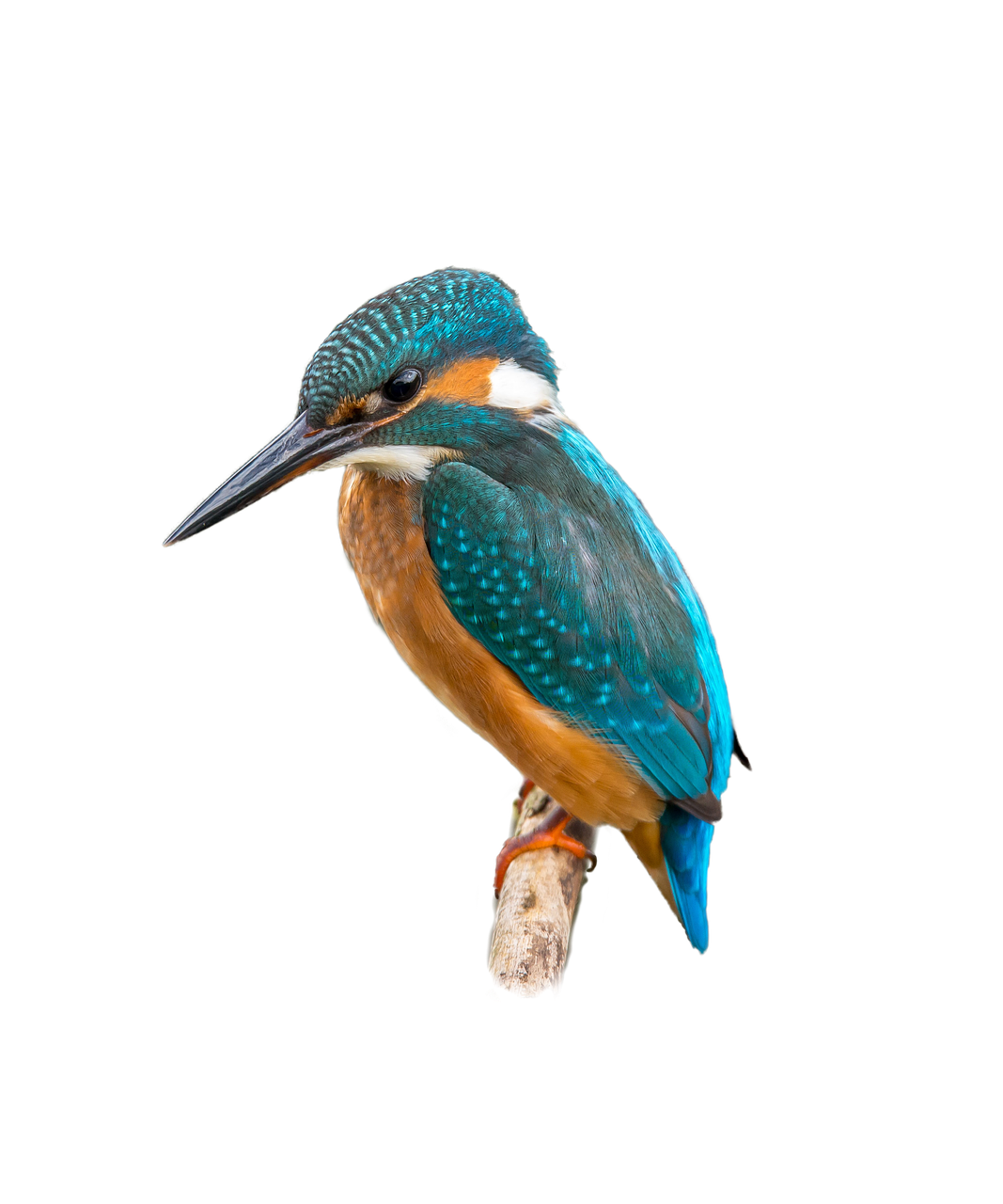 Kingfisher Bird Png Images Transparent Background Png Play